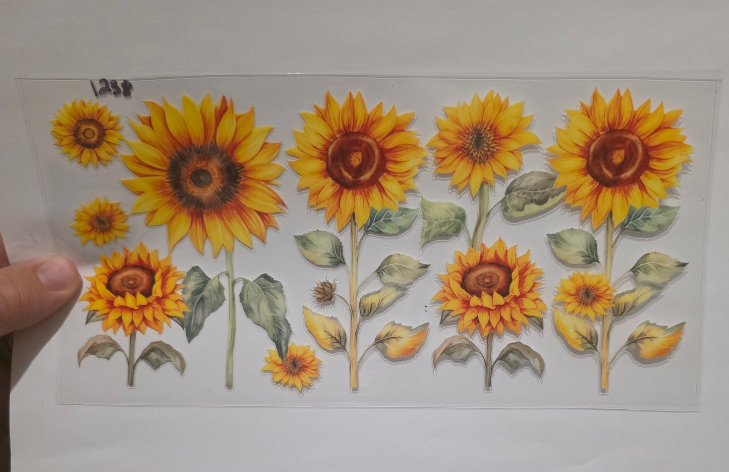 Sunflowers