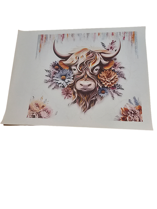 Highland cow