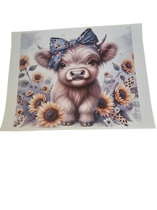 Highland cow