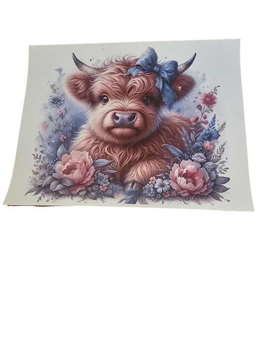 Highland cow