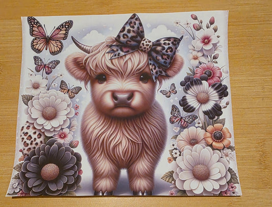 Highland cow