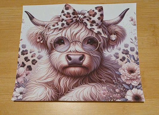 Highland cow