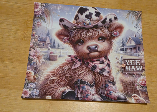 Yea haw Highland cow