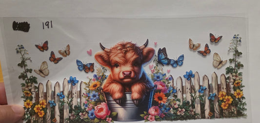 Highland cow
