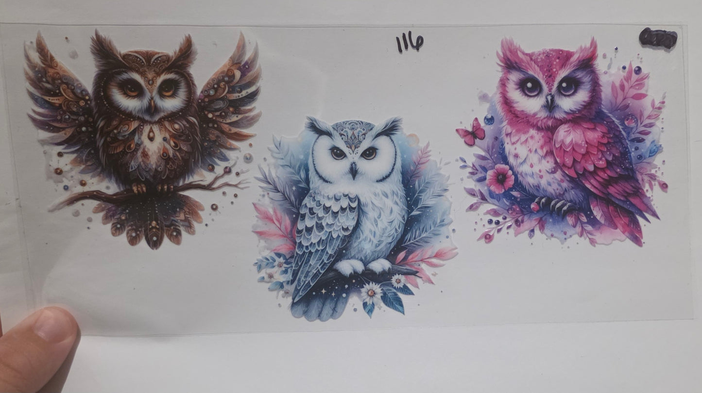 owls