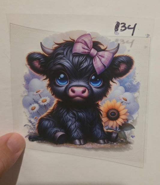 Highland cow